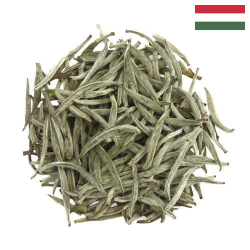 Белый чай из Венгрии