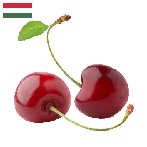 Черешня из Венгрии