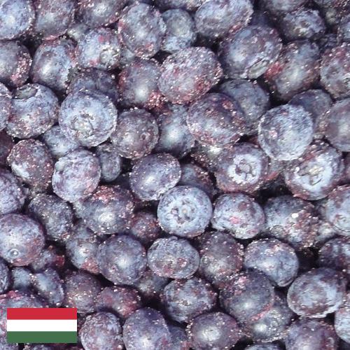 черника замороженная из Венгрии