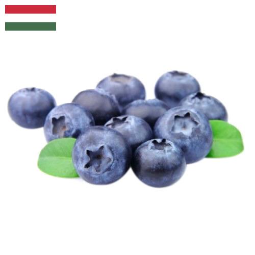 Черника из Венгрии