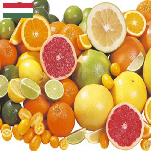 Цитрусовые фрукты из Венгрии