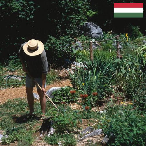 Цветы садовые из Венгрии