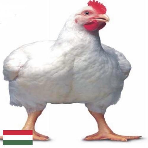 Цыплята-бройлеры из Венгрии