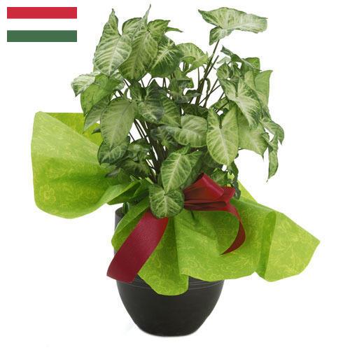 Декоративные растения из Венгрии