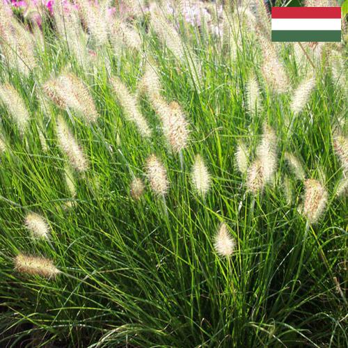 Декоративные травы из Венгрии