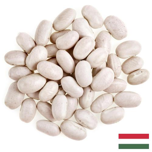 фасоль белая из Венгрии