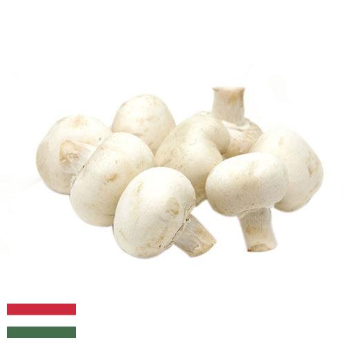 Грибы белые из Венгрии