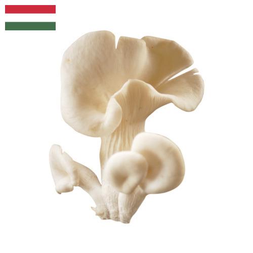 грибы вешенки из Венгрии
