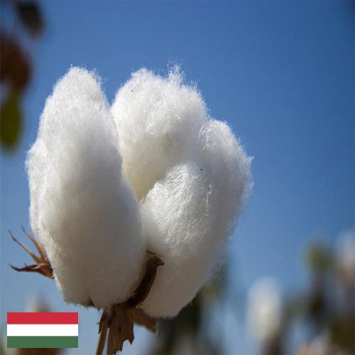 Хлопок из Венгрии