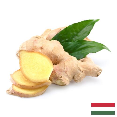 Имбирь из Венгрии
