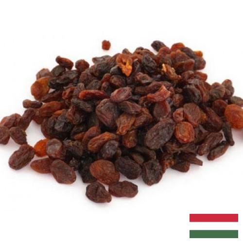 Изюм из Венгрии