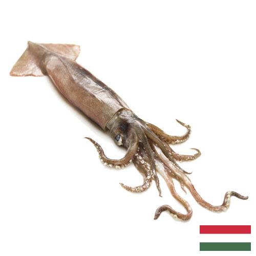 Кальмары из Венгрии