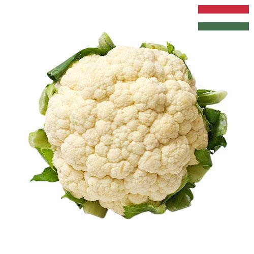 Капуста цветная из Венгрии