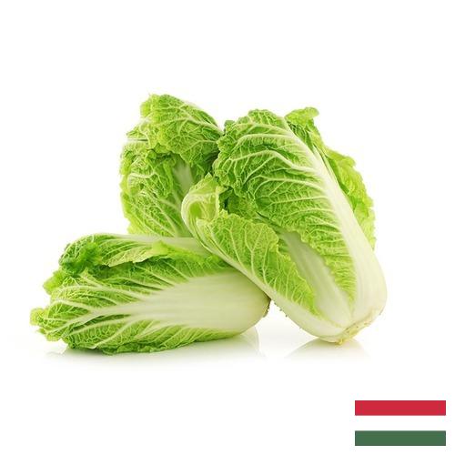 Капуста китайская из Венгрии
