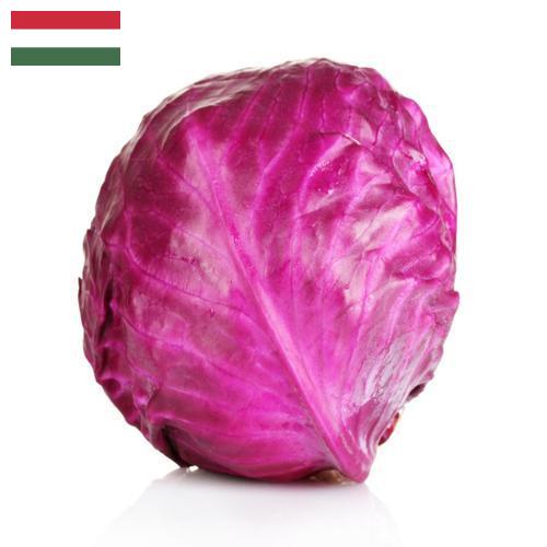 Капуста краснокочанная из Венгрии