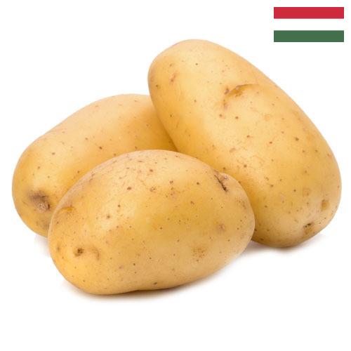 картошка из Венгрии