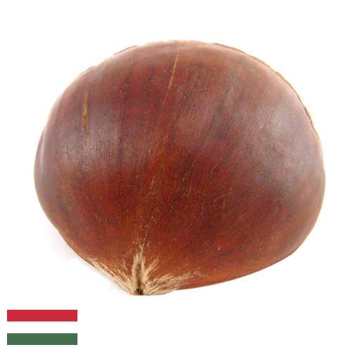Каштан из Венгрии