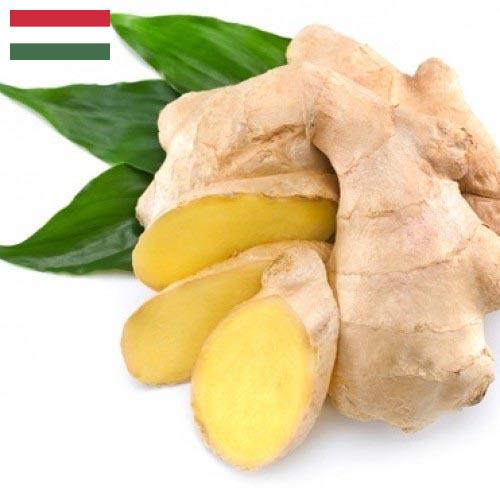 корень имбиря из Венгрии