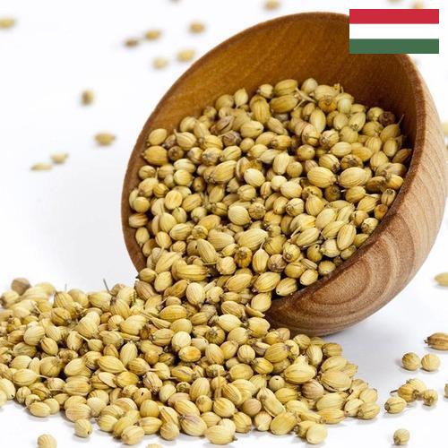 Кориандр из Венгрии
