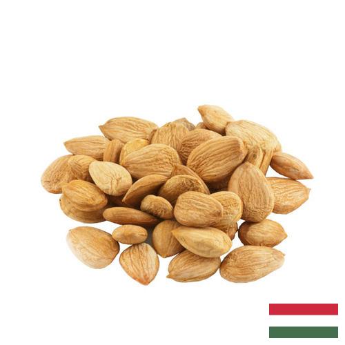 косточки абрикоса из Венгрии