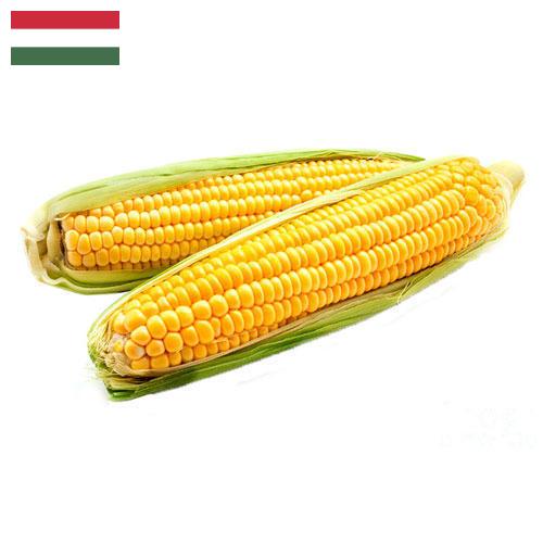Кукуруза из Венгрии