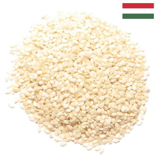 кунжут семена из Венгрии