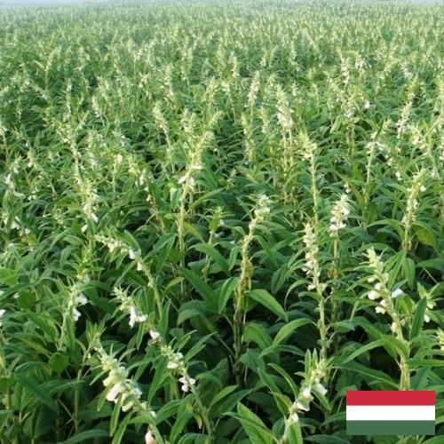 Кунжут из Венгрии