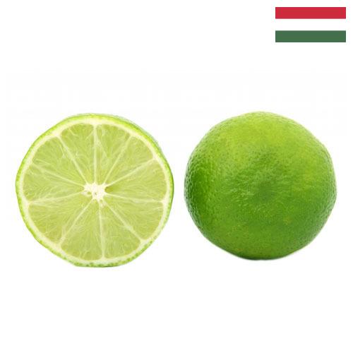 лайм из Венгрии
