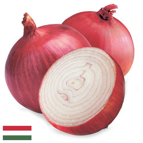 Лук красный из Венгрии