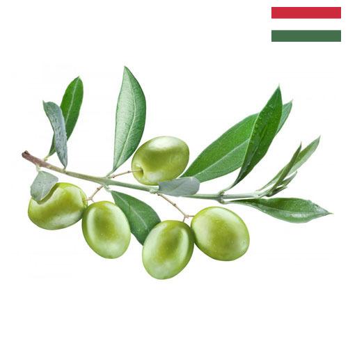 Маслины из Венгрии
