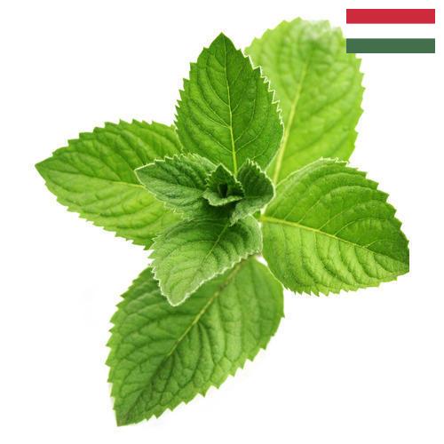 Ментол из Венгрии
