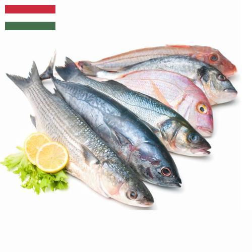 Морепродукты из Венгрии