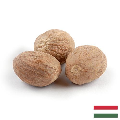 Мускатный орех из Венгрии