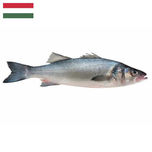 Окунь морской из Венгрии