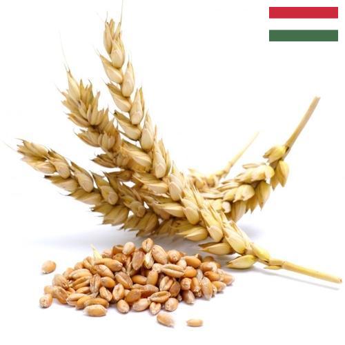 Пшеница из Венгрии