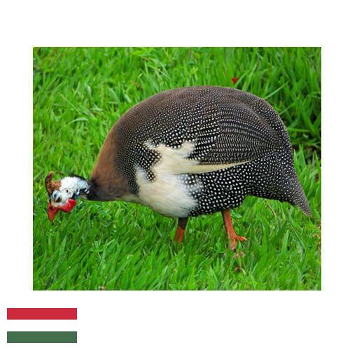 птица из Венгрии