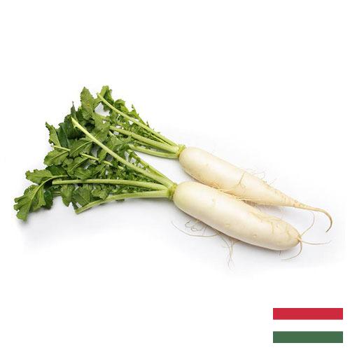 редиска из Венгрии
