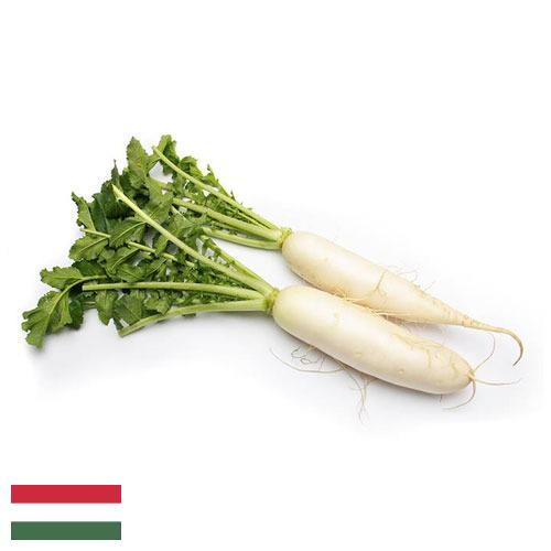 Редька из Венгрии
