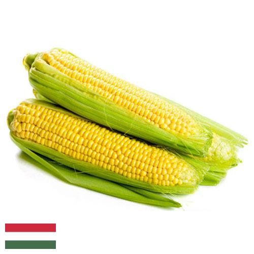 Сахарная кукуруза из Венгрии