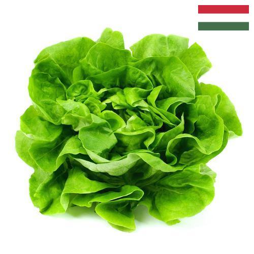 Салат латук из Венгрии