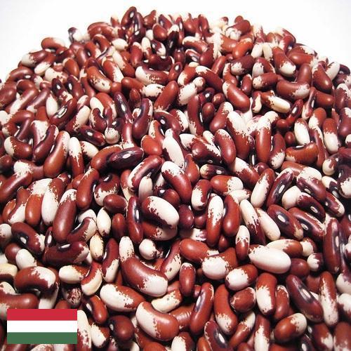 Семена бобов из Венгрии