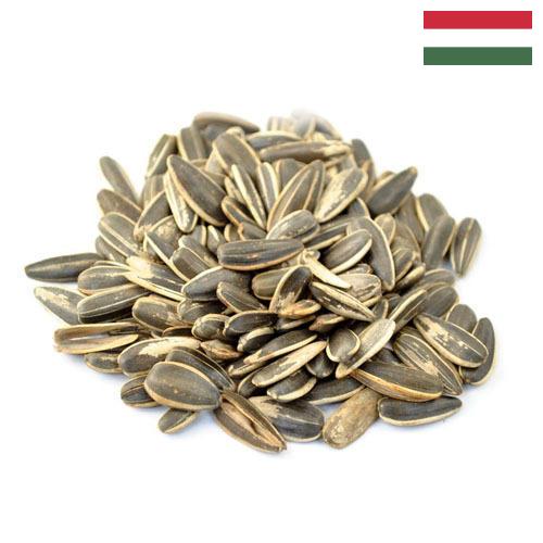 Семена подсолнечника из Венгрии