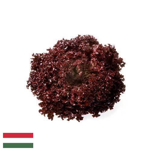Семена салата из Венгрии