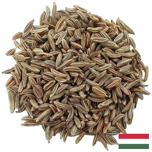 Семена тмина из Венгрии