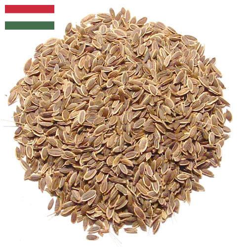 Семена укропа из Венгрии