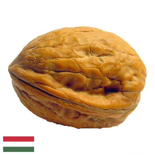 Скорлупа грецкого ореха из Венгрии