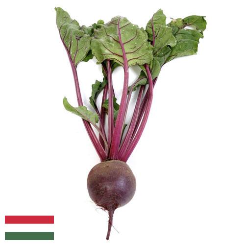 Свекла столовая из Венгрии