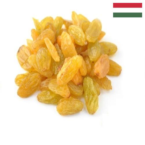 виноград сушеный из Венгрии