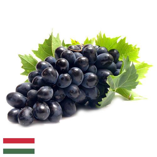 Виноград из Венгрии