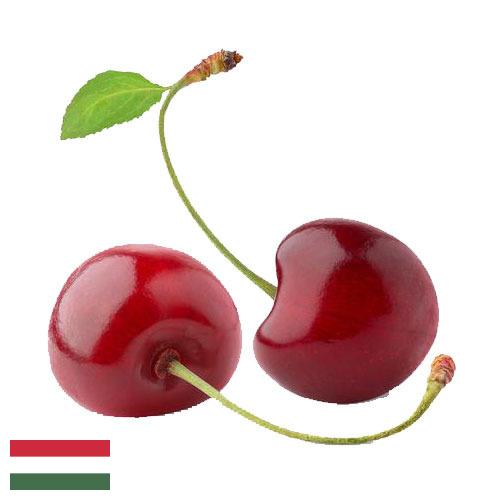 Вишня из Венгрии